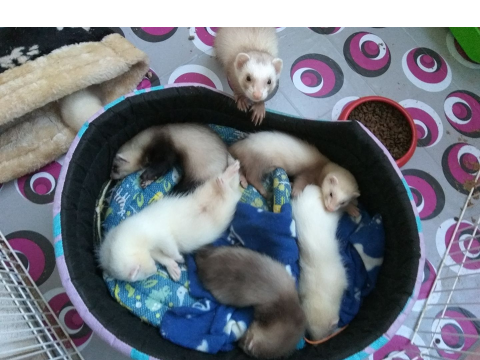 Porque não há bebés o ano inteiro?