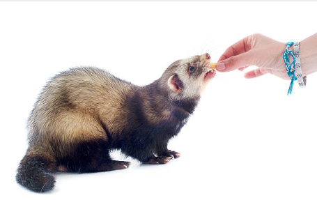 Alimentação - noções gerais