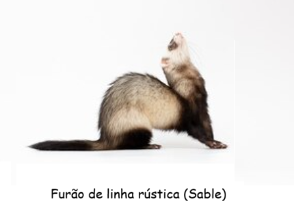 Os três tipos de furão