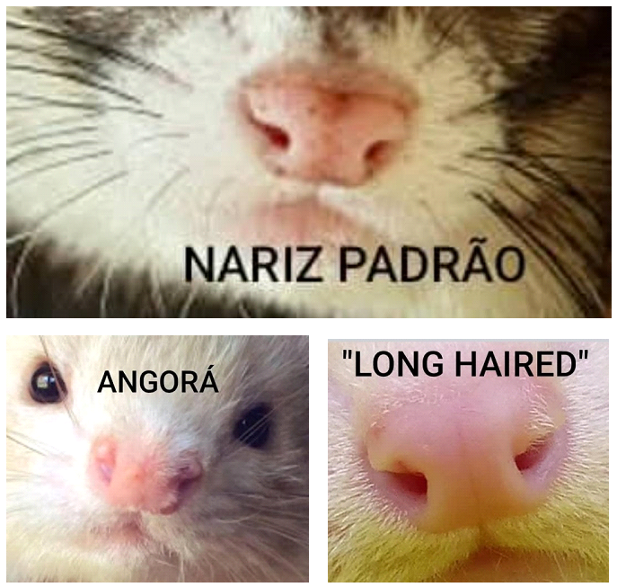 Há três tipos de nariz nos furões