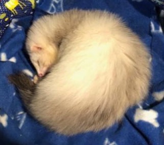 Hábitos de sono