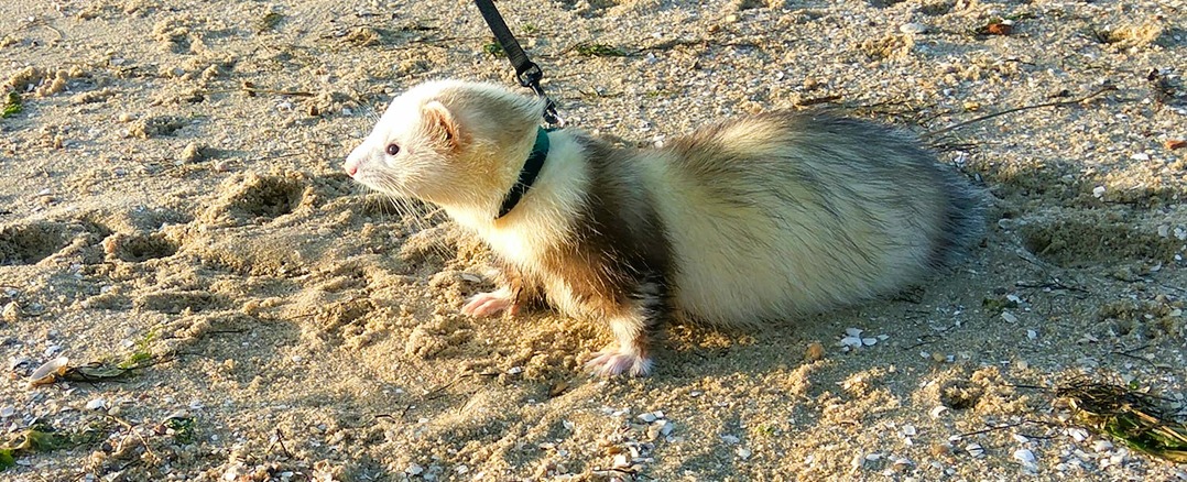 Levar o furão a passear