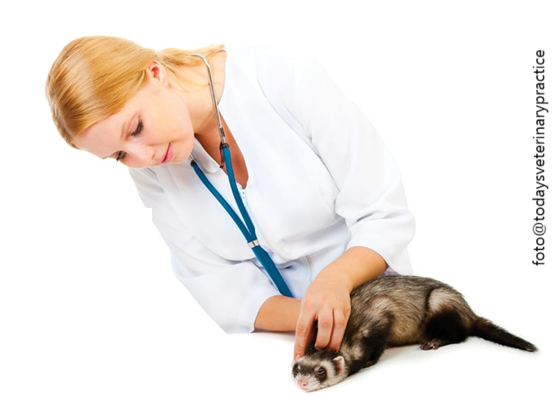 Escolher o veterinário