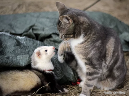 Furões e outros animais